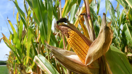 Liệu giá ngô có tiếp tục tăng trong thời gian tới?