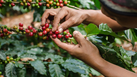 Giá cà phê Robusta chạm mức cao nhất 4 năm trở lại đây