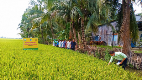 "Bí quyết" để canh tác lúa thông minh trên vùng đất nhiễm mặn