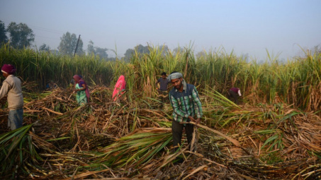 Indonesia thành lập tổng công ty đường quốc gia, nỗ lực giảm nhập khẩu đường trong thời gian tới