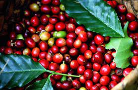 The environment impacts of coffee industry and environmental requirements for coffee enterprises in Vietnam