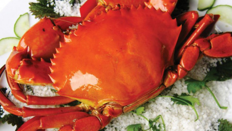 Tổng quan kỹ thuật ương ấu trùng cua biển (Scylla) ở các giai đoạn zoea