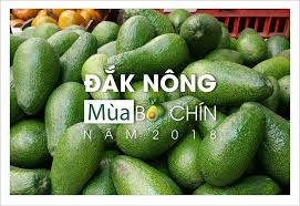 Nâng cao hiệu quả sản phẩm Bơ trên địa bàn tỉnh Đắk Nông