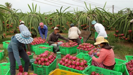Tích cực tháo gỡ khó khăn, thúc đẩy tiêu thụ thanh long