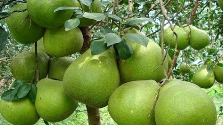 Bà Rịa-Vũng Tàu: Chú trọng nâng cao thương hiệu đặc sản địa phương