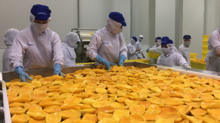 1000 tấn mít được chế biến, tham gia xúc tiến tại Australia