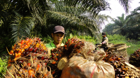 Indonesia siết chặt việc xuất khẩu dầu cọ nhằm đảm bảo nguồn cung nội địa