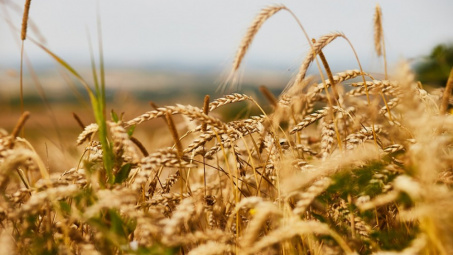 Giá ngô và lúa mì thế giới tăng mạnh trước rủi ro đứt gãy nguồn cung từ Nga và Ukraine