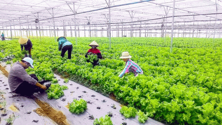 Giải pháp cơ cấu lại kinh tế nông nghiệp huyện Mỹ Tú, tỉnh Sóc Trăng