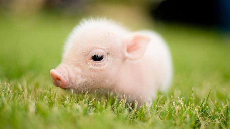 Thực trạng chăn nuôi lợn sau dịch tả lợn châu Phi tại huyện Lý Nhân, tỉnh Hà Nam