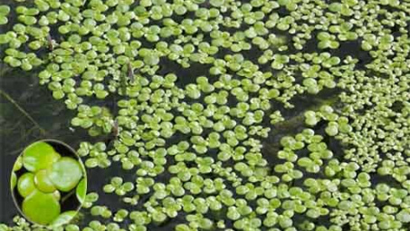 Nghiên cứu quá trình trích ly chlorophyll từ bèo tấm (Lemnoideae) bằng dung môi