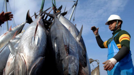 Xuất khẩu cá ngừ sang Trung Đông tăng cao nhất trong 5 năm qua