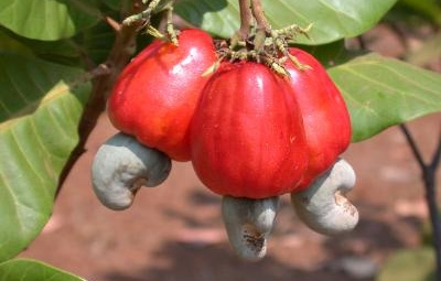 Thu nhận chất xơ từ bã điều bằng phương pháp thủy phân bởi α-amylase và tiền xử lý chần