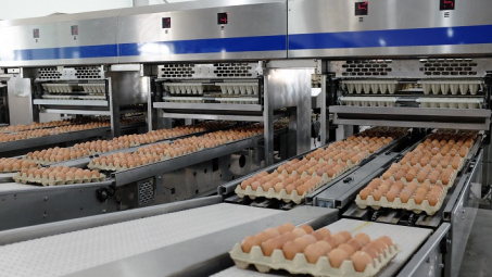 Hòa Phát bán hơn một triệu quả trứng mỗi ngày, lớn nhất miền Bắc