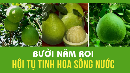 Bưởi Năm Roi: Hội tụ tinh hoa sông nước