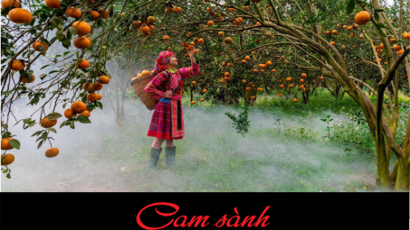 Cam sành - Vàng trong đá của Hà Giang