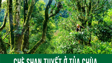 Chè Shan Tuyết ở Tủa Chùa