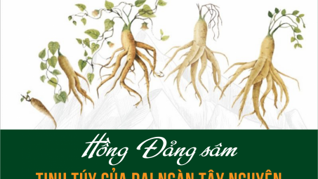 Hồng Đảng sâm: Tinh túy của đại ngàn Tây Nguyên