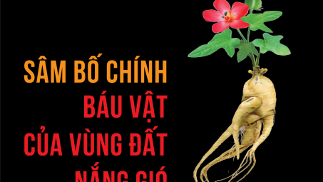 Sâm Bố Chính: Báu vật của vùng đất nắng gió