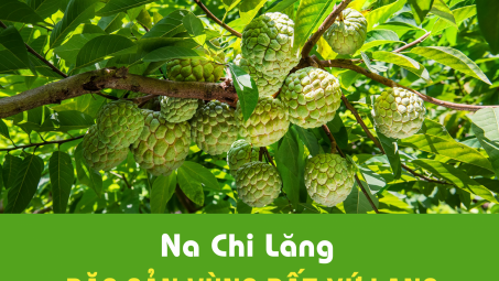 Na Chi Lăng - Ngọt thơm đặc sản vùng đất xứ Lạng