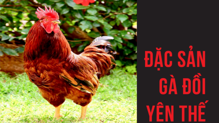 Đặc sản gà đồi Yên Thế