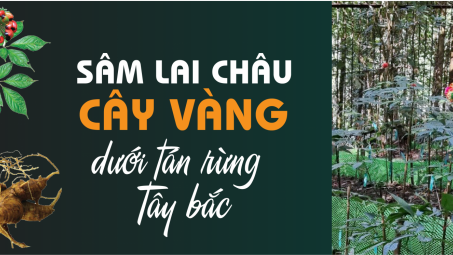 Sâm Lai Châu  - Cây vàng dưới tán rừng Tây bắc