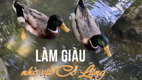 Làm giàu nhờ vịt Cổ Lũng