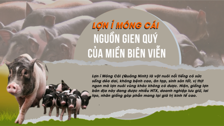 Lợn Ỉ Móng Cái: Nguồn gien quý của đất biên viễn