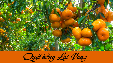 Quýt hồng Lai Vung: Đặc sản miệt vườn xứ Tháp Mười