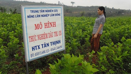 Thực trạng hoạt động sản xuất - kinh doanh của hợp tác xã dịch vụ nông nghiệp trên địa bàn tỉnh Phú Yên