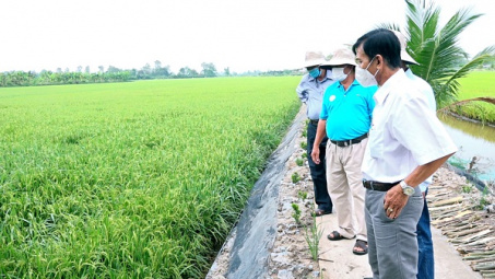 Huyện Lấp Vò: Các hoạt động kinh tế - xã hội phục hồi mạnh mẽ