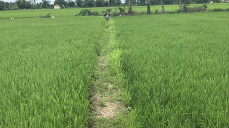 Ở Đồng bằng sông Cửu Long, chỉ trồng lúa có giàu được không?