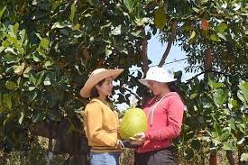 Thực trạng mô hình sinh kế của các dân tộc thiểu số vùng biên giới tỉnh Kon Tum từ năm 2010 đến năm 2020