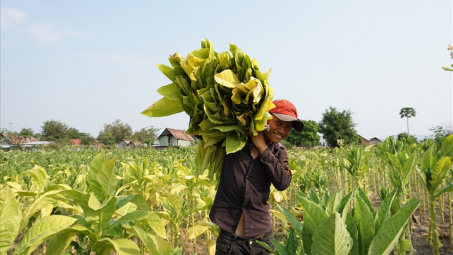Gia Lai hướng tới xây dựng thương hiệu “Thuốc lá lá Krông Pa”