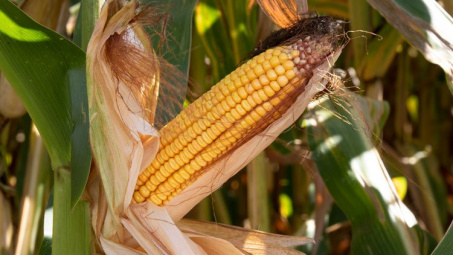 Giá nông sản trên sàn giao dịch CBOT ghi nhận tuần tăng mạnh