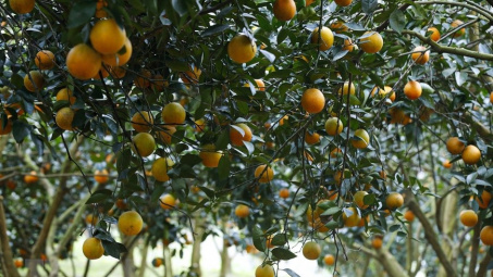 Phân bón Văn Điển: Cùng nông dân Hòa Bình biến đồi hoang thành vùng  đất chuyên canh