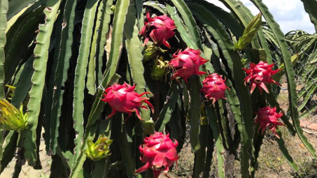 Ấn Độ - Thị trường tiềm năng của thanh long Long An