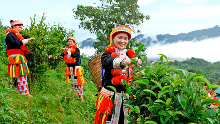 Phân bón Văn Điển: Tạo đột phá về năng suất, chất lượng trong sản xuất nông nghiệp Tuyên Quang