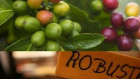 Tận dụng cơ hội từ UKVFTA để thúc đẩy xuất khẩu cà phê Việt sang thị trường Anh