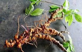 Một số giải pháp hoàn thiện công tác quản lý nhà nước về trồng sâm ngọc linh ở huyện Nam Trà My, tỉnh Quảng Nam