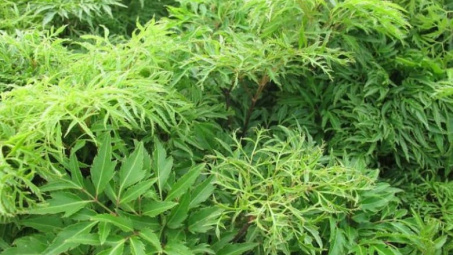 [Doanh nghiệp tự giới thiệu] Trà đinh lăng - Thức uống thanh mát cho bạn giấc ngủ ngon