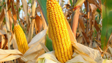 Giá ngũ cốc thế giới tăng mạnh, rủi ro đứt gãy nguồn cung toàn cầu dưới tác động xung đột Nga - Ukraine