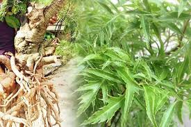 Khảo sát khả năng điều trị bệnh tiểu đường của cao chiết rễ đinh lăng (Polyscias fruticosa L. Harms)