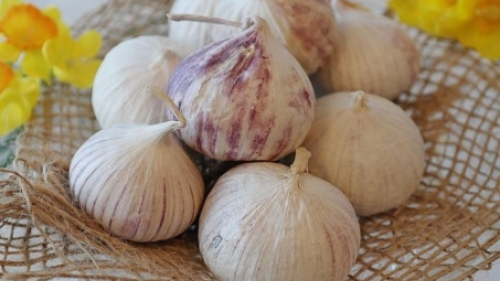 Tối ưu quá trình chưng cất tinh dầu tỏi Lý Sơn nhiều tép (Allium Sativum L.)