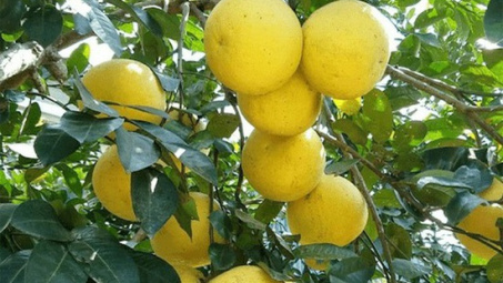 Vùng chuyên canh Hà Tĩnh: Rau xanh luống, quả trĩu cành nhờ phân bón Văn Điển