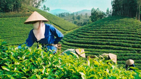 Tăng cường xuất khẩu chè và cà phê sang thị trường Ấn Độ