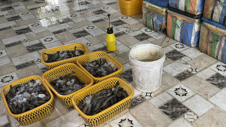 Bắt quả tang cơ sở thu mua tôm tại Kiên Giang bơm tạp chất vào Tôm sú nguyên liệu