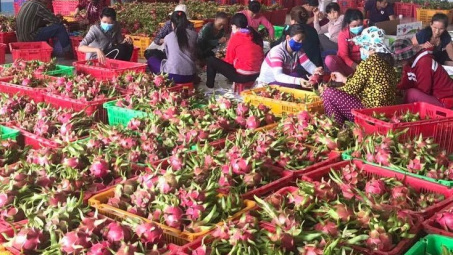 Xúc tiến, tăng cường xuất khẩu thanh long sang Australia và New Zealand