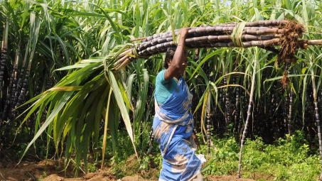 Thị trường đường thế giới niên vụ 2022/2023 đối mặt tình trạng dư cung lớn