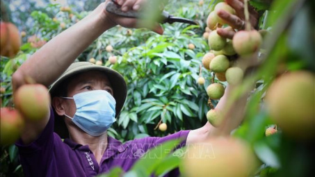 Kết nối tiêu thụ cho vải thiều sớm Tân Yên